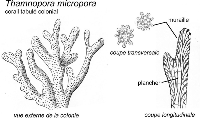 Colonies de coraux Frechastraea, Phillipsastrea et Thamnopora