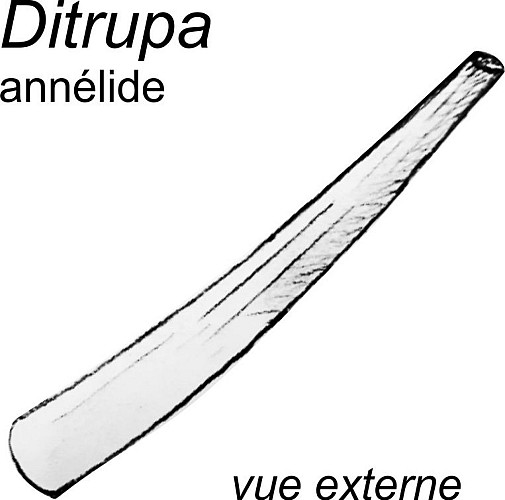 Tube d’annélide Ditrupa