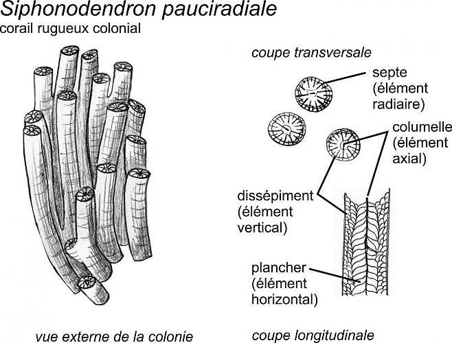Coquille de brachiopodes gigantoproductides et corail Siphonodendron pauciradiale
