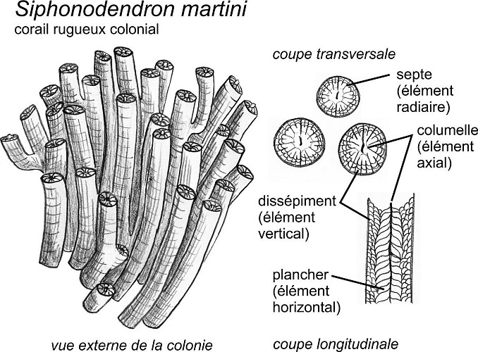Colonie du corail Siphonodendron martini, brachiopodes et oncoïdes