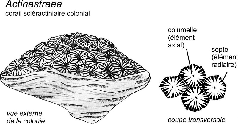 Des coraux scléractiniaires
