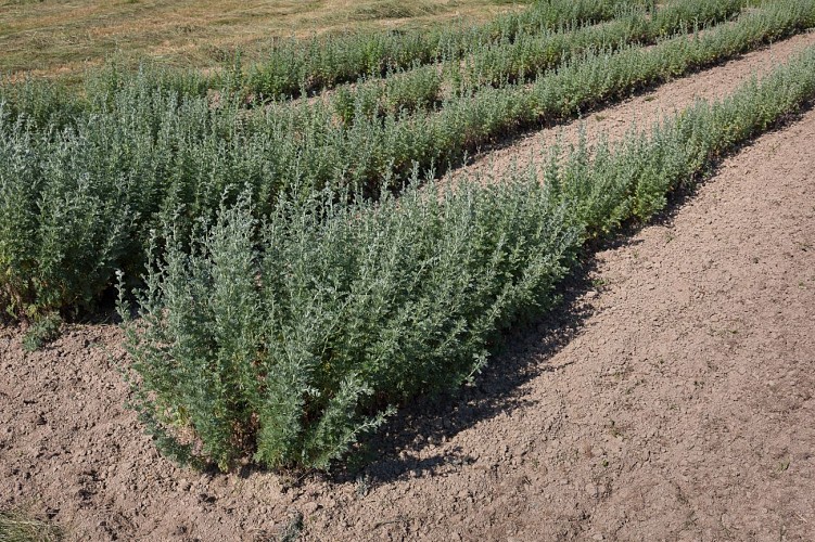 2023 - ARTH - Domaine d'Artez - Plants d'Absinthe - ©JP Brunello
