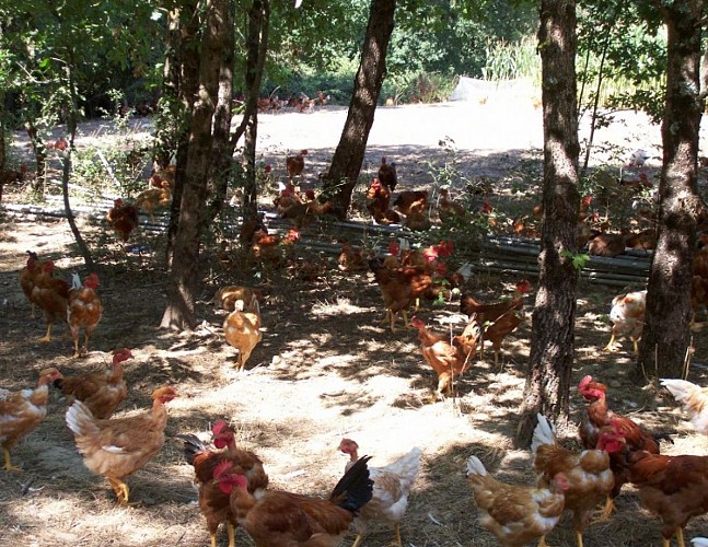 ferme-tauzia-volaille