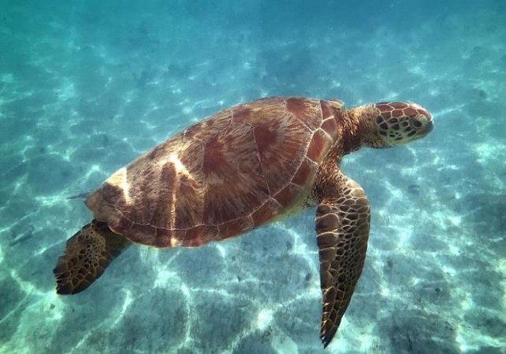 Sailing Catamaran Cruise of the Islands of Petite Terre