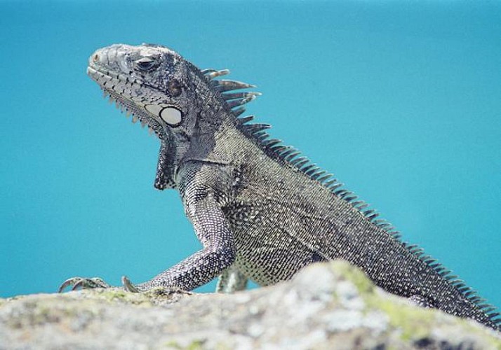 Croisière d'une journée en catamaran aux îles de Petite Terre - Au départ de Saint-François