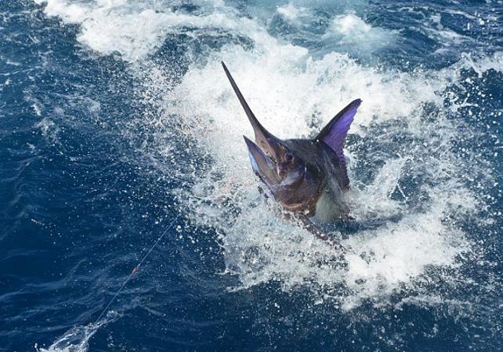 Pêche au gros au large de la Guadeloupe - Au départ de Bouillante