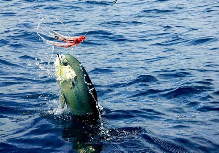 Pêche au gros au large de la Guadeloupe - Au départ de Bouillante