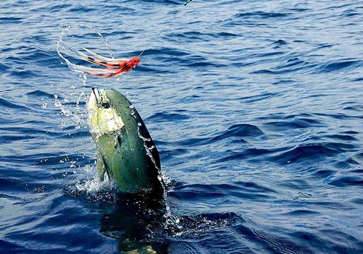Pêche au gros au large de la Guadeloupe - Au départ de Bouillante
