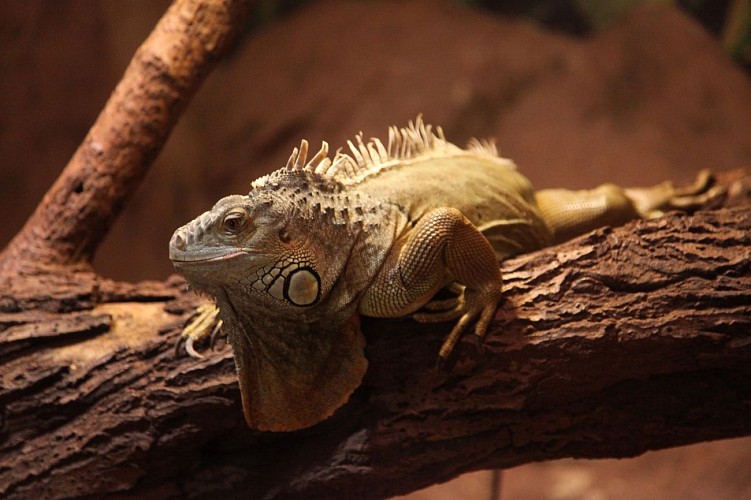 Monde Sauvage Safari - Aywaille - Caméléon