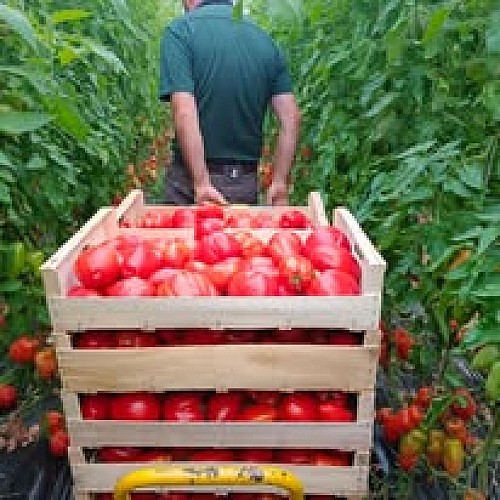 Jardins de la Tourette Fruits legumes degustation Mauze Thouars Thouarsais 