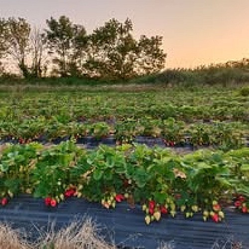 Jardins de la Tourette Fruits legumes degustation Mauze Thouars Thouarsais 