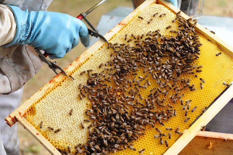 apiculture - Pouffonds (pw) 0660