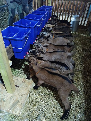 caprice-des-chèvres-couloutre