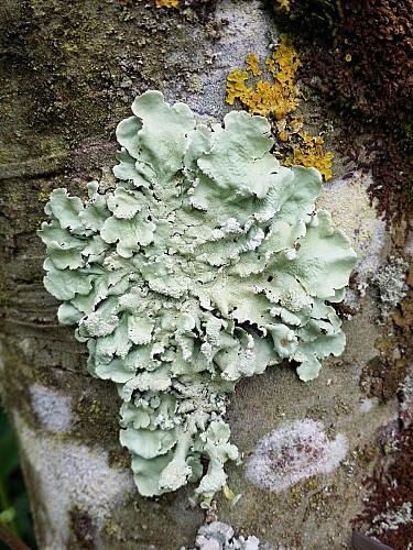 A la découverte de quelques lichens des arbres