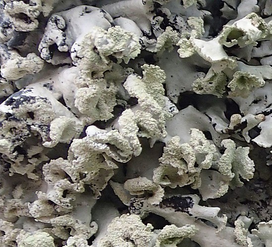 A la découverte de quelques lichens des arbres