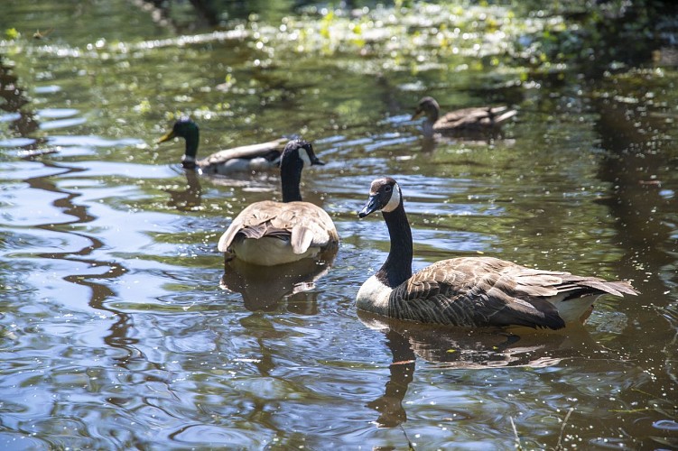 Natuurpark Pâtis