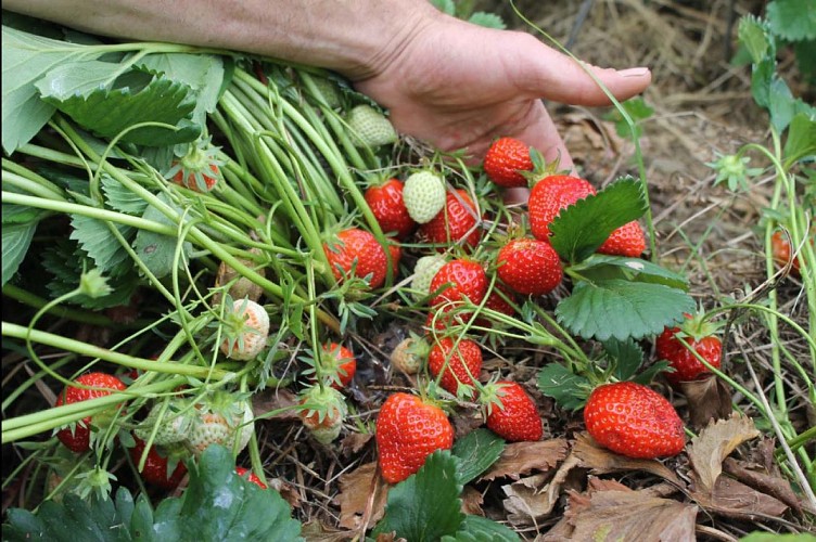 LE CHAMP DES TREULS, MARAÎCHAGE BIOLOGIQUE