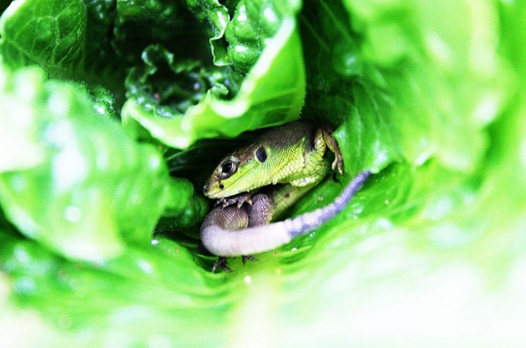 LE CHAMP DES TREULS, MARAÎCHAGE BIOLOGIQUE