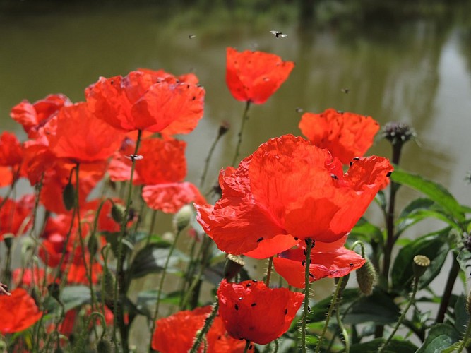 JÉRÔME RÉOLON - LA FERME DES 5 SAULES