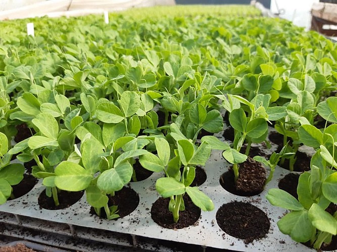 JÉRÔME RÉOLON - LA FERME DES 5 SAULES