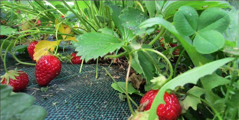 JULIE BARRET - EARL BIO DIVERSES CITÉS