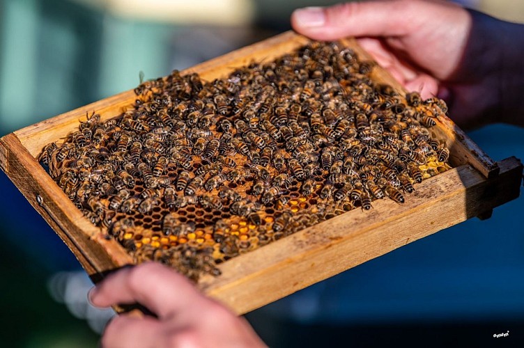 Famille Frumholtz apiculture