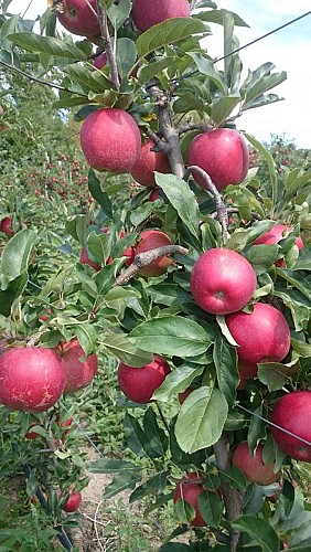 FERME DES GRANDS CHAMPS