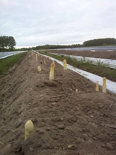 FERME DES GRANDS CHAMPS