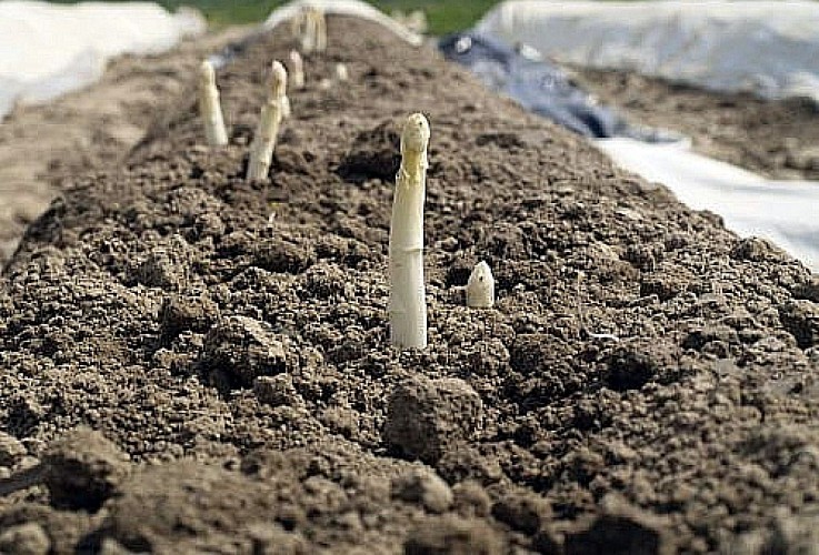 PRODUCTION D'ASPERGES