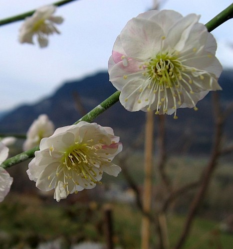 Prunus mume "Alba plena"