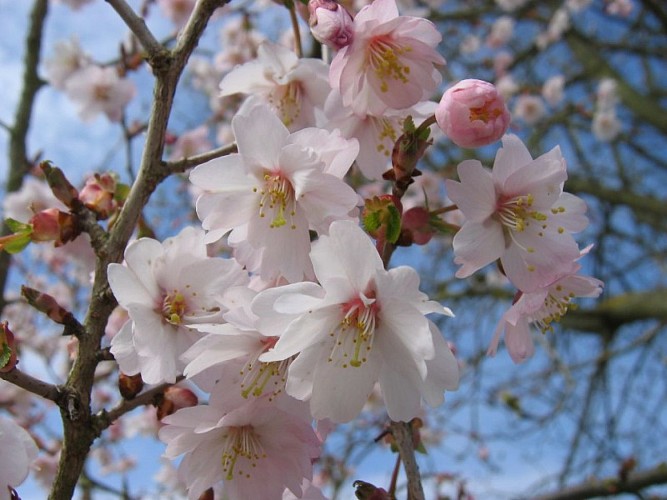 Prunus incisa "Mikinori"