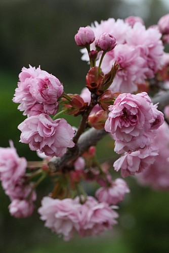 Prunus serrulata "Kiku Shidare Zakura"