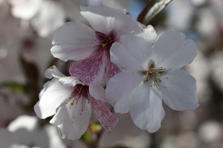 Prunus x "The Bride"