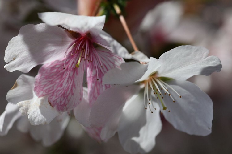 Prunus x "The Bride"