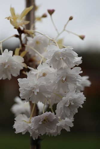 Prunus serrulata "Fugenzô"