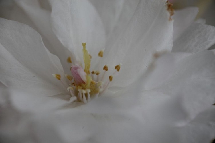 Prunus serrulata "Fugenzô"