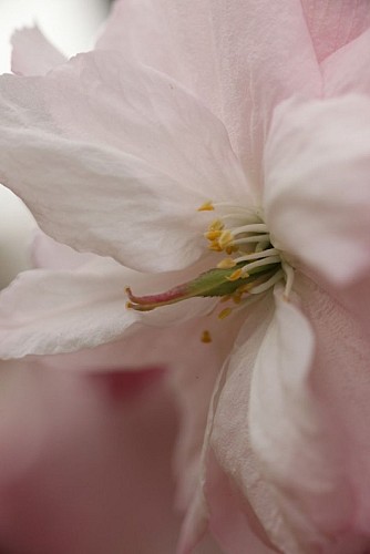 Prunus serrulata "Matsumae Hanagasa"