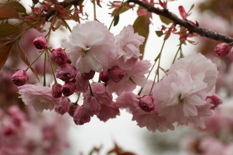 Prunus serrulata "Matsumae Hanagasa"