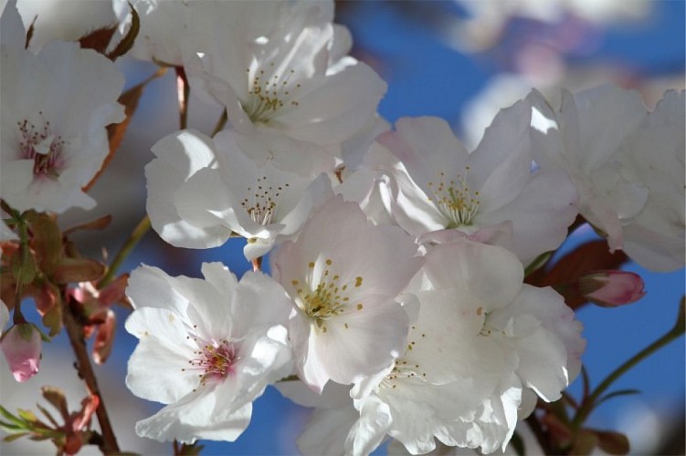 Prunus serrulata "Matsumae fûki"