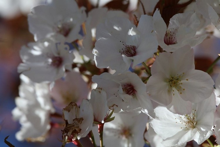 Prunus serrulata "Matsumae fûki"