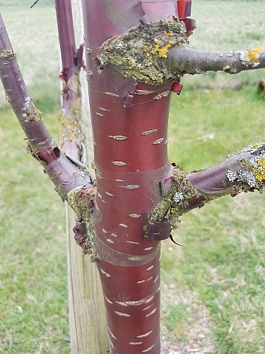 Prunus serrula