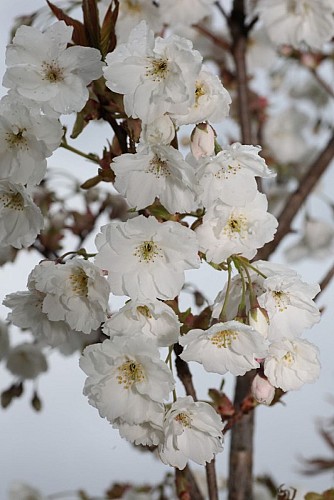 Prunus serrulata "Matsumae Shizuka"