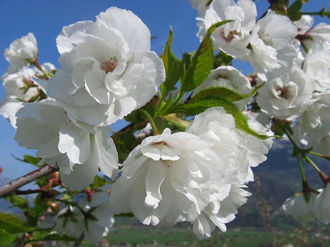 Prunus serrulata "Shirotae"