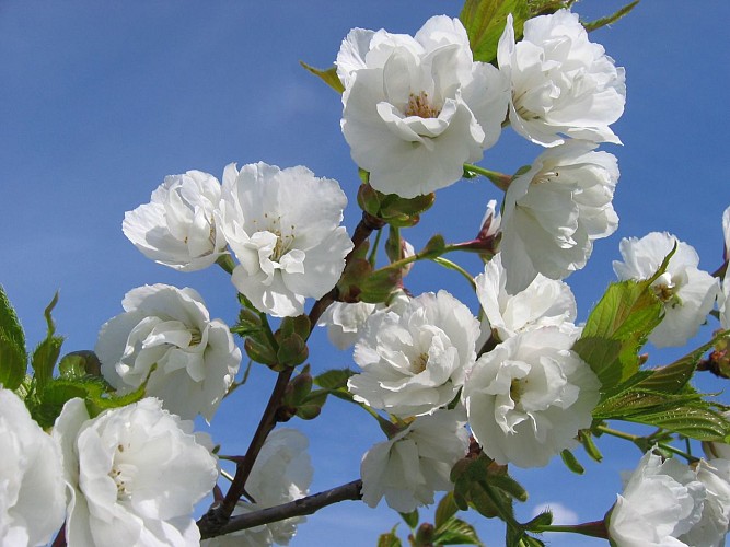 Prunus serrulata "Shirotae"