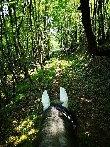 miramont-de-guyenne-promenade-foret