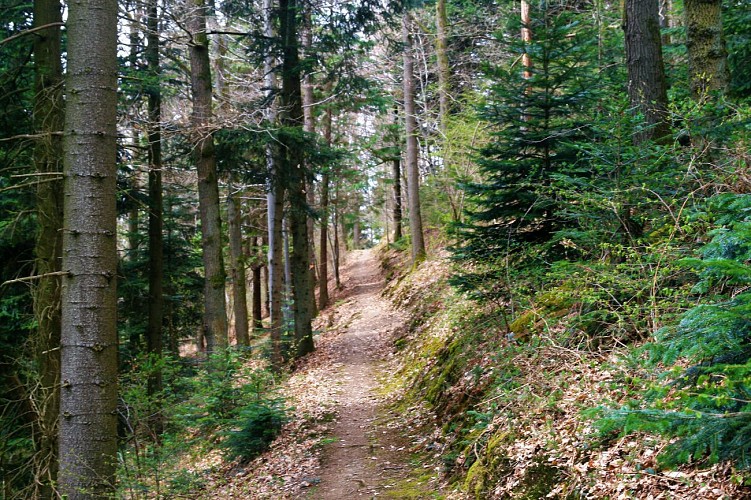 Arboretum of Forrières