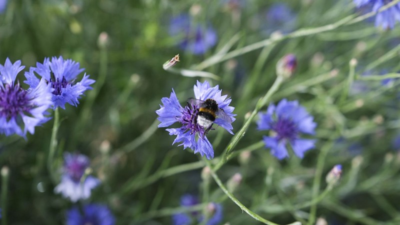 LES JARDINS DE LA CURE