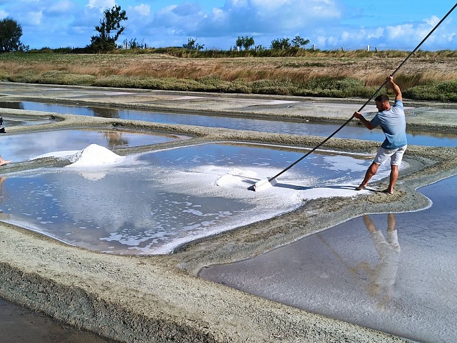 MARAIS SALANT DE LA PETILLIERE