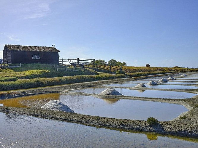 MARAIS SALANT DE LA PETILLIERE