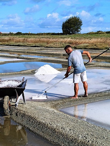MARAIS SALANT DE LA PETILLIERE